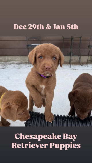 Puppy Yoga Barrie