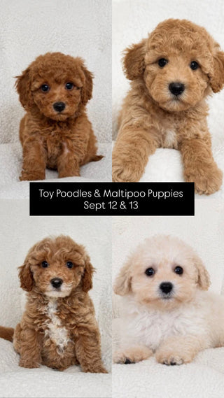 Puppy Yoga Vaughan