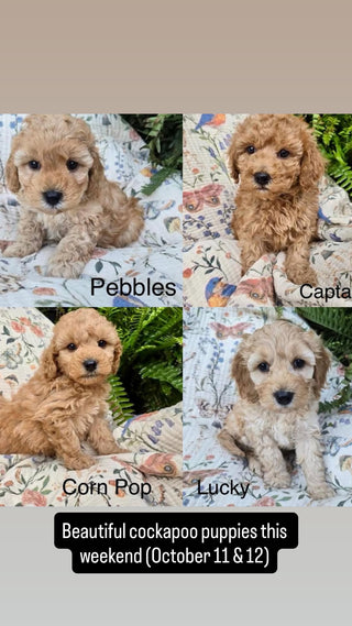 Puppy Yoga Vaughan
