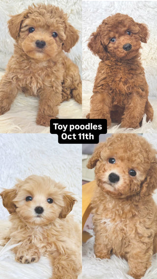 Puppy Yoga Barrie