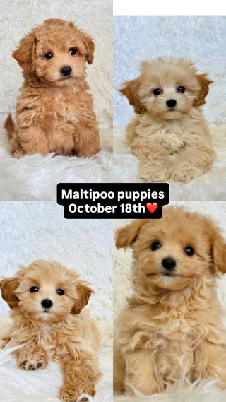 Puppy Yoga Barrie