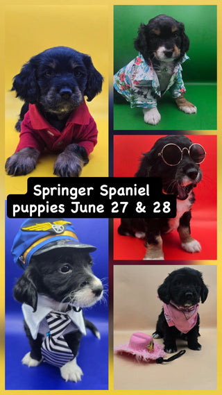 Puppy Yoga Vaughan